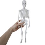 İnsan İskelet Sistemi Maketi – 45 cm | Eğitim Amaçlı 3D Baskı Modeli