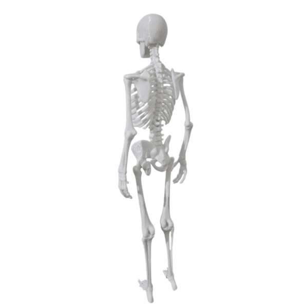 İnsan İskelet Sistemi Maketi – 45 cm | Eğitim Amaçlı 3D Baskı Modeli - Görsel 4