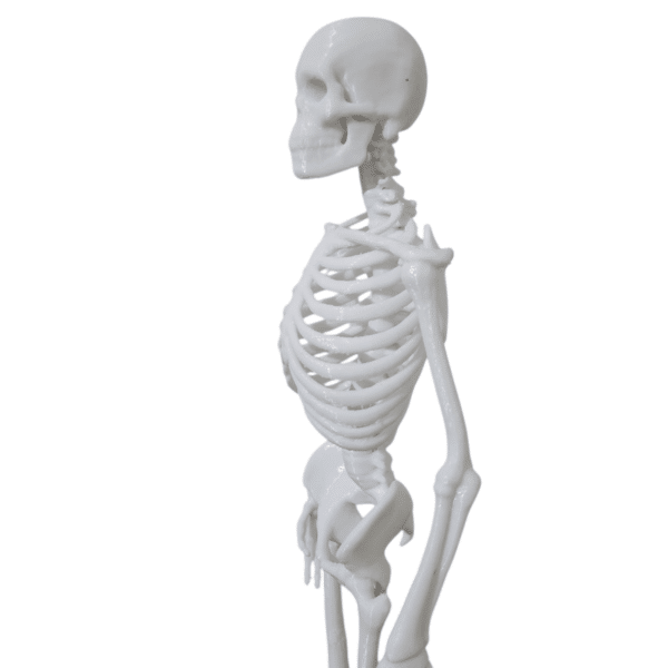 İnsan İskelet Sistemi Maketi – 45 cm | Eğitim Amaçlı 3D Baskı Modeli - Görsel 3