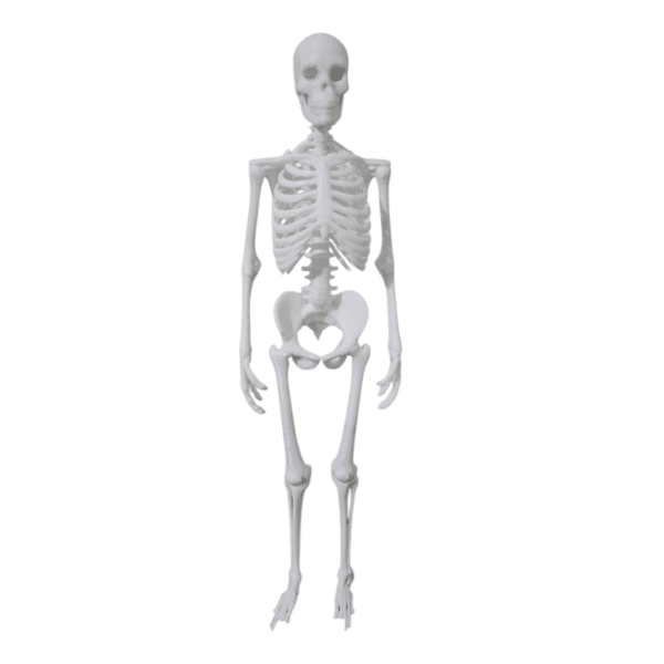 İnsan İskelet Sistemi Maketi – 45 cm | Eğitim Amaçlı 3D Baskı Modeli - Görsel 2